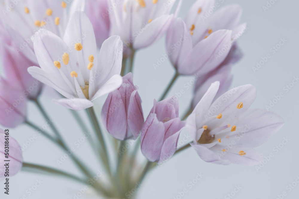 Detail of small wild garlic leek (allium) flowers with soft colors and yellow stamens Detail of small wild garlic leek (allium) flowers with soft colors and yellow stamens