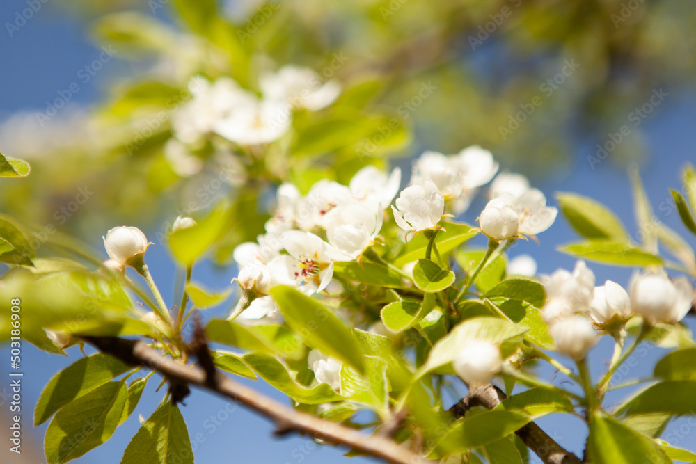 White blossom on a tree. Blooming cherry. Spring