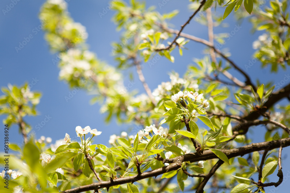 White blossom on a tree. Blooming cherry. Spring White blossom on a tree. Blooming cherry. Spring