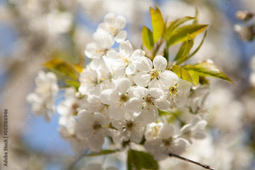 White blossom on a tree. Blooming cherry. Spring White blossom on a tree. Blooming cherry. Spring