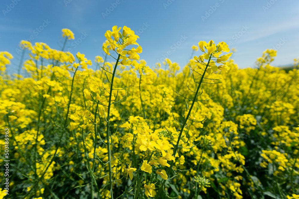 field of yellow rapeseed blossoming to become oil for biodiesel industry field of yellow rapeseed blossoming to become oil for biodiesel industry