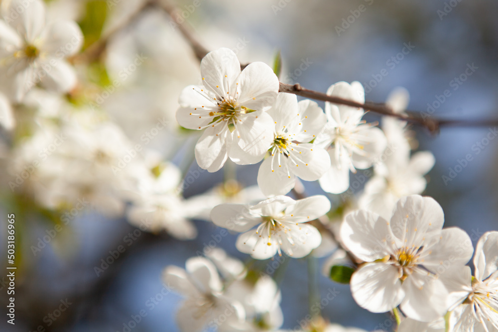 White blossom on a tree. Blooming cherry. Spring