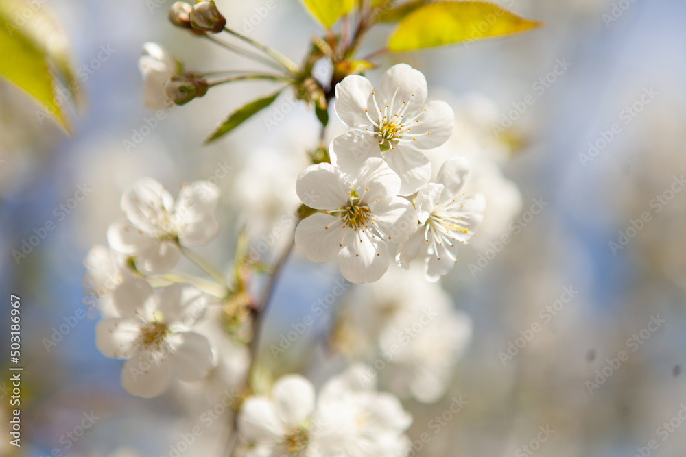 White blossom on a tree. Blooming cherry. Spring White blossom on a tree. Blooming cherry. Spring