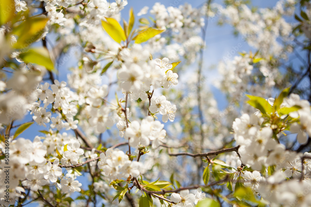 White blossom on a tree. Blooming cherry. Spring