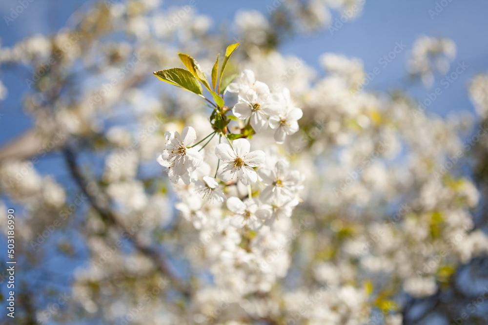 White blossom on a tree. Blooming cherry. Spring White blossom on a tree. Blooming cherry. Spring