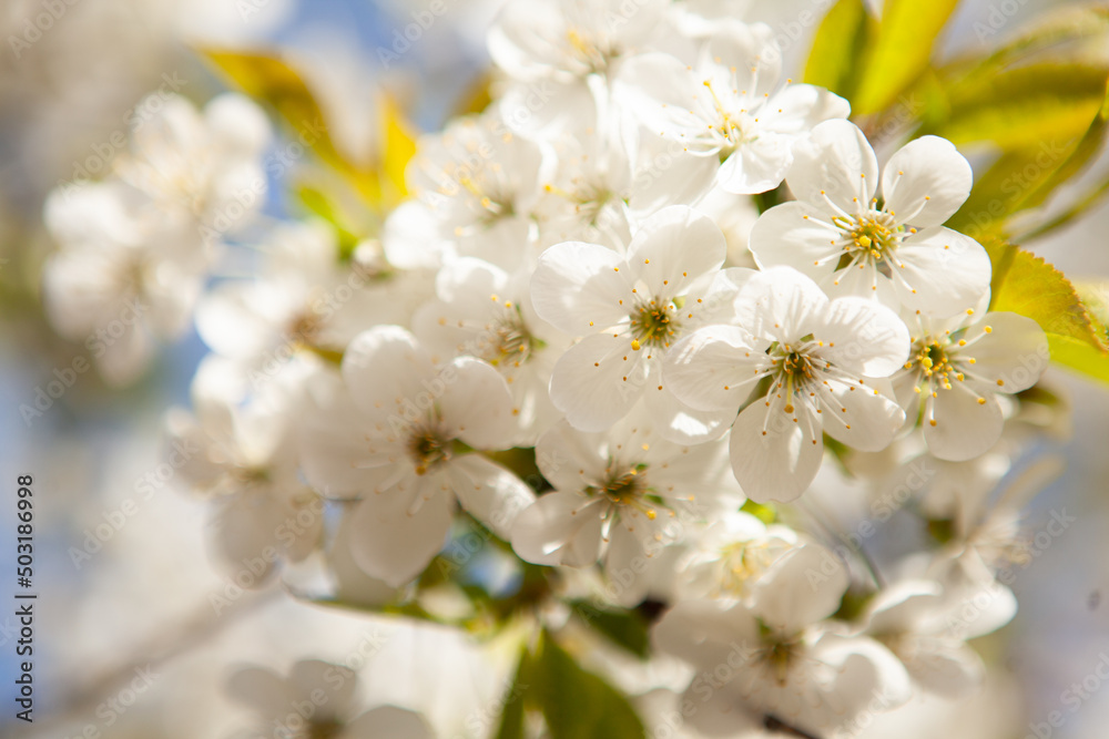 White blossom on a tree. Blooming cherry. Spring