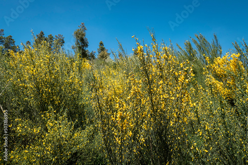 Giestas em flor, arbusto que floresce em Maio e que em Portugal são conhecidas por Maias photo
