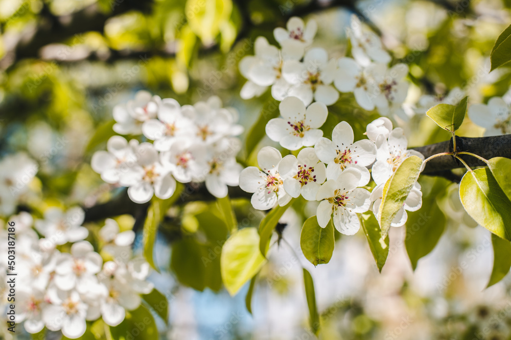 Pear flowers. Blooming pear. Spring flowering. Pear flowers. Blooming pear. Spring flowering.