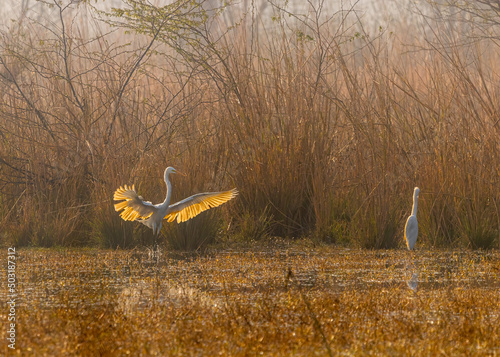 Great Egret in open feathers photo