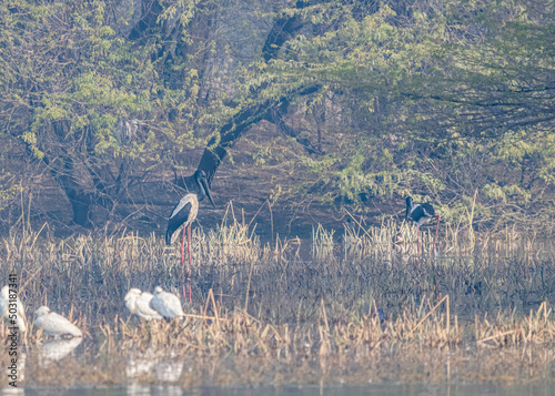 Black Necked Stork in wet land