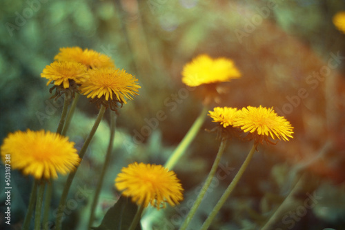 kulbaba on the lawn.macro photo of plants