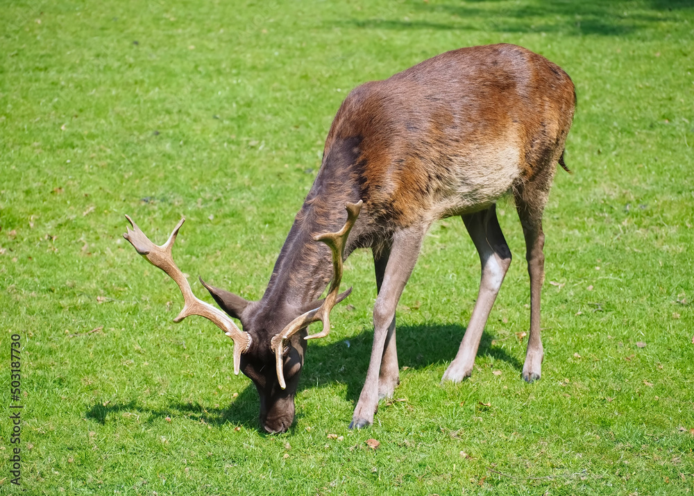 Wild male fallow deer with antlers on a meadow Wild male fallow deer with antlers on a meadow