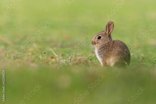 Cute baby European rabbit (Oryctolagus cuniculus) portrait. © Alex Cooper