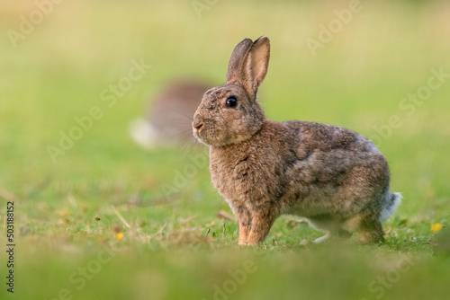 European rabbit (Oryctolagus cuniculus) portrait. Cute British mammal.  © Alex Cooper