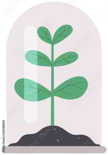 Plant for experiments and research under protective dome isolated on white background. Transparent glass or plastic container above sprout in ground. Glass dome covers plant or tree specimen