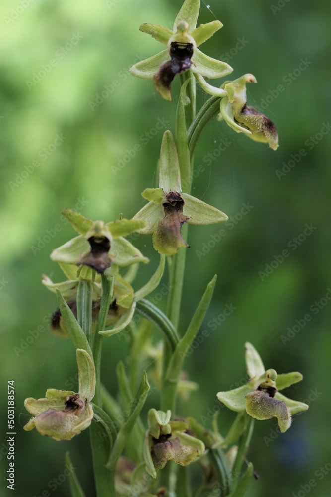 orchis araignée orchis araignée