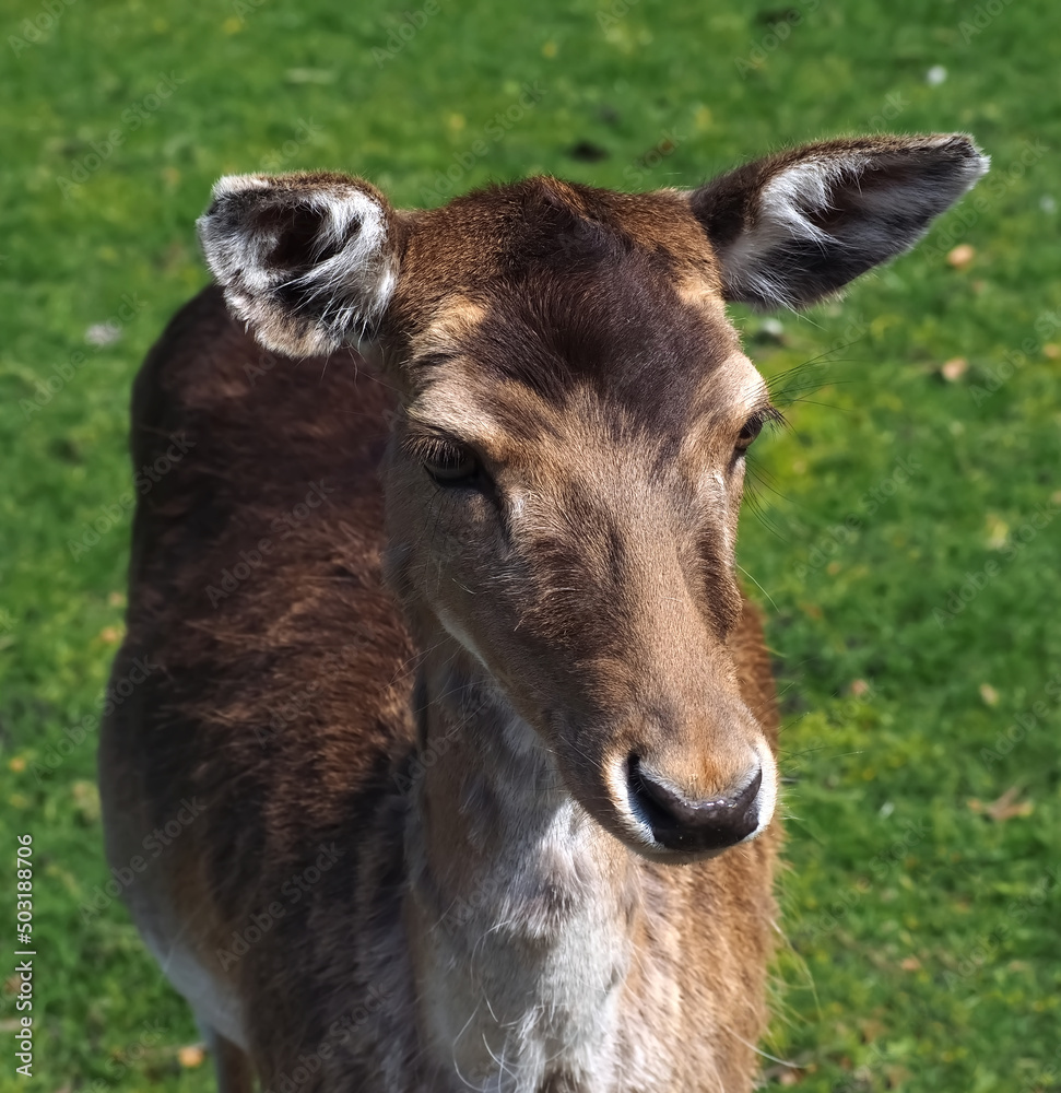 Wild cute fallow deer on a meadow