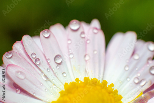 daisy with dew drops photo