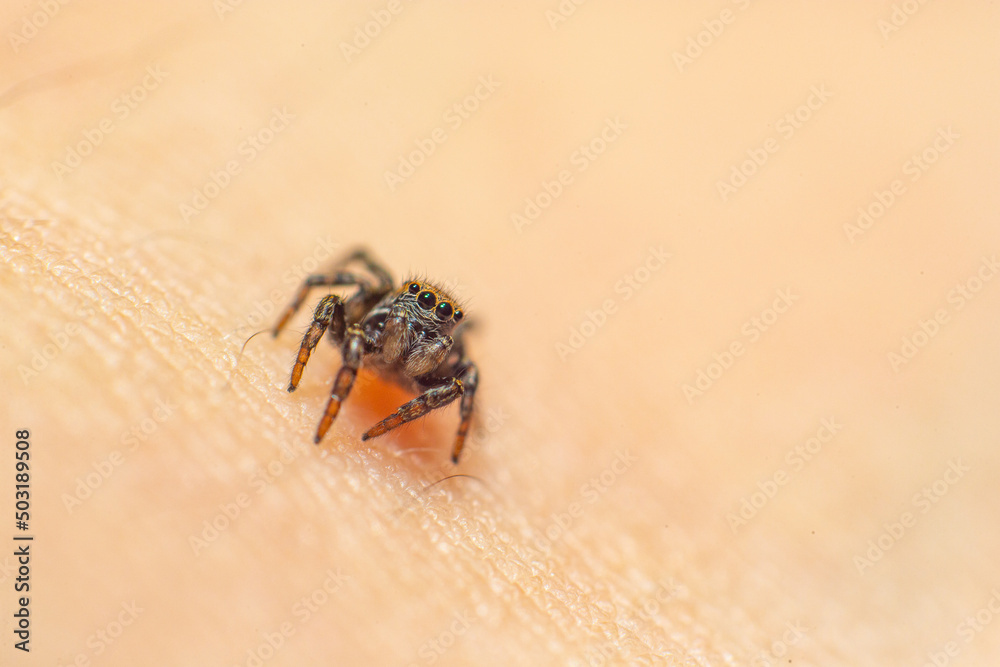 Close up photo of a Jumping spider crawling on human skin and hair. The Jumping spider is the biggest family of spiders with over 6000 species. Close up photo of a Jumping spider crawling on human skin and hair. The Jumping spider is the biggest family of spiders with over 6000 species.