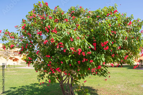 apple tree with flowers
