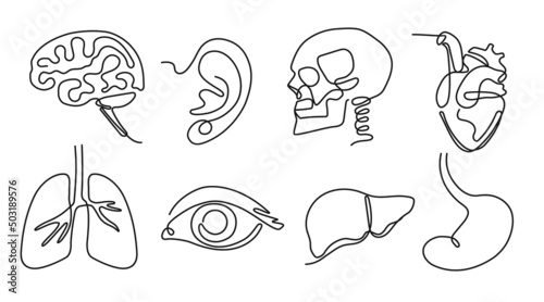 One line human organs. Minimal skull, brain and heart. Vision eye, hearing organ ear and lungs. Liver and stomach hand drawn vector Illustration set