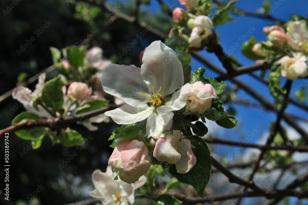 Blooming apple tree in the garden Blooming apple tree in the garden
