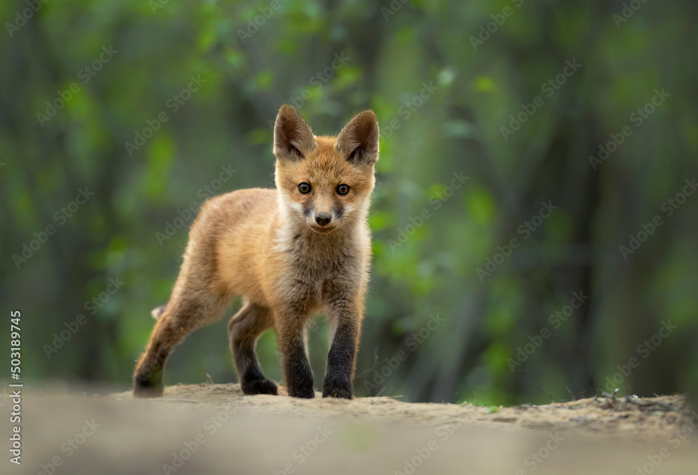 Cute young red fox in the forest ( Vulpes vulpes )