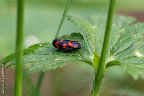 Cercopis vulnerata - Red and Black Froghooper - Cercope rouge sang photo