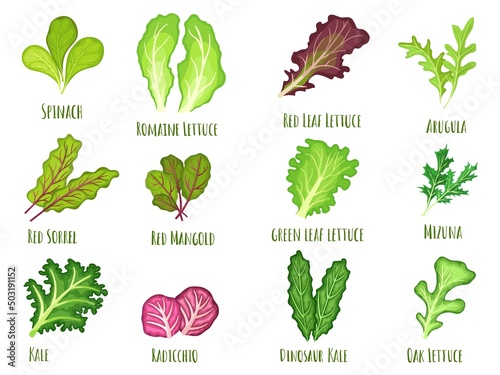 Leafy salad green. Green leaf lettuce, fresh spinach and kale. Planted vegetables leaves, healthy food cartoon vector Illustration set