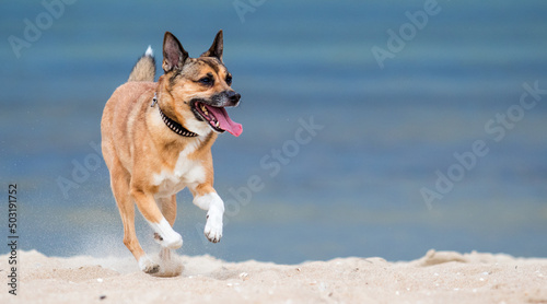 dog running on the sand
