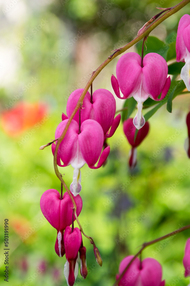 Dicentra spectabilis bleeding heart flowers in hearts shapes in bloom, beautiful Lamprocapnos pink white flowering plant, green leaves on branches, springtime ornamental garden
Dicentra spectabilis bleeding heart flowers in hearts shapes in bloom, beautiful Lamprocapnos pink white flowering plant, green leaves on branches, springtime ornamental garden