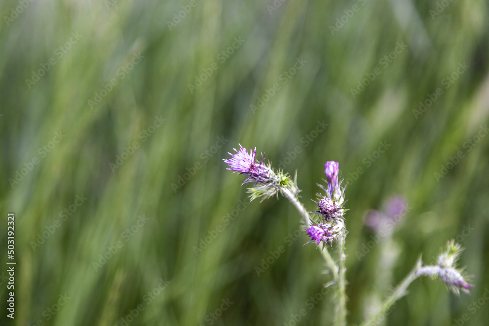 Wild flowers detail Wild flowers detail