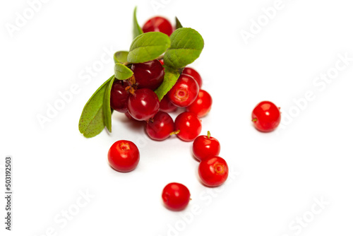 Foxberry with green leaves on white background