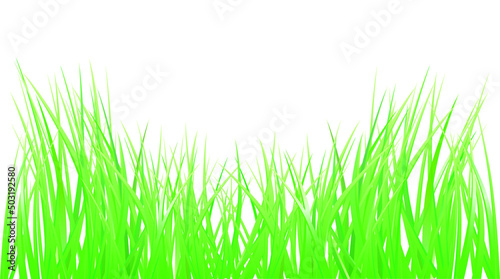 Green Grass. Vector Illustration.