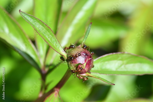 Photography Ants on a Peony Flower Bud