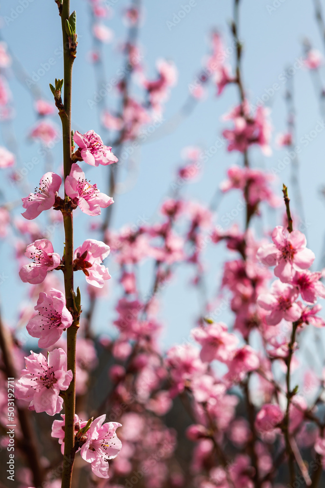 Obraz premium pink cherry blossoms