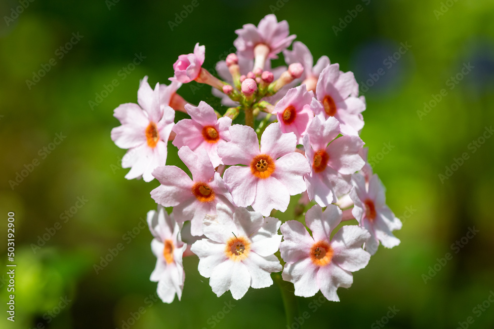 Close up of a pink candelebra primrose (candelebra primula) flower in bloom Close up of a pink candelebra primrose (candelebra primula) flower in bloom