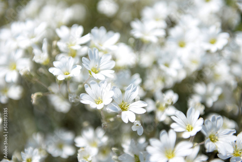 White flowers in spring