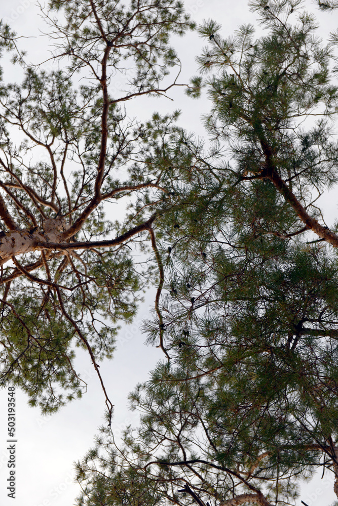 Fototapeta premium Trees and sky