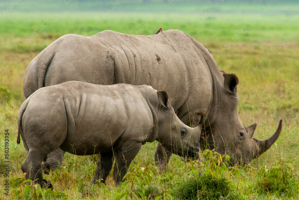 Serengheti, Tanzania. Rhino in the grass. Serengheti, Tanzania. Rhino in the grass.