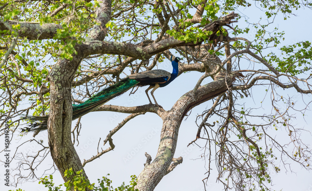 Peacock Peacock