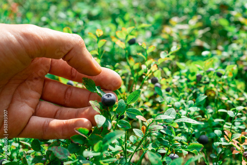 Collection of forest blueberries. A hand plucks a blueberry berry.