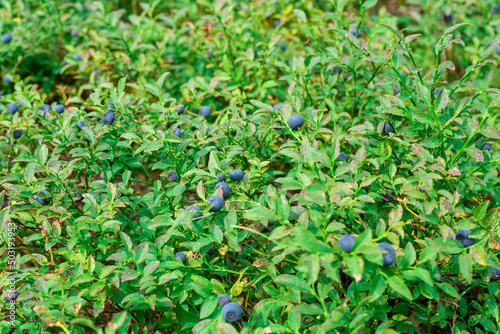 Blueberries. green Blueberry with ripe large juicy berries.