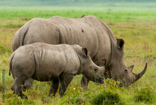 Serengheti, Tanzania. Rhino in the grass.
