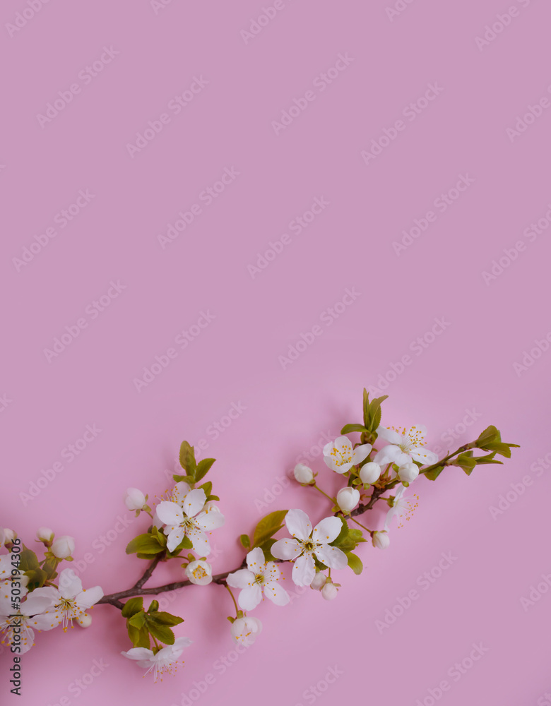 cherry blossom branch on colored background frame