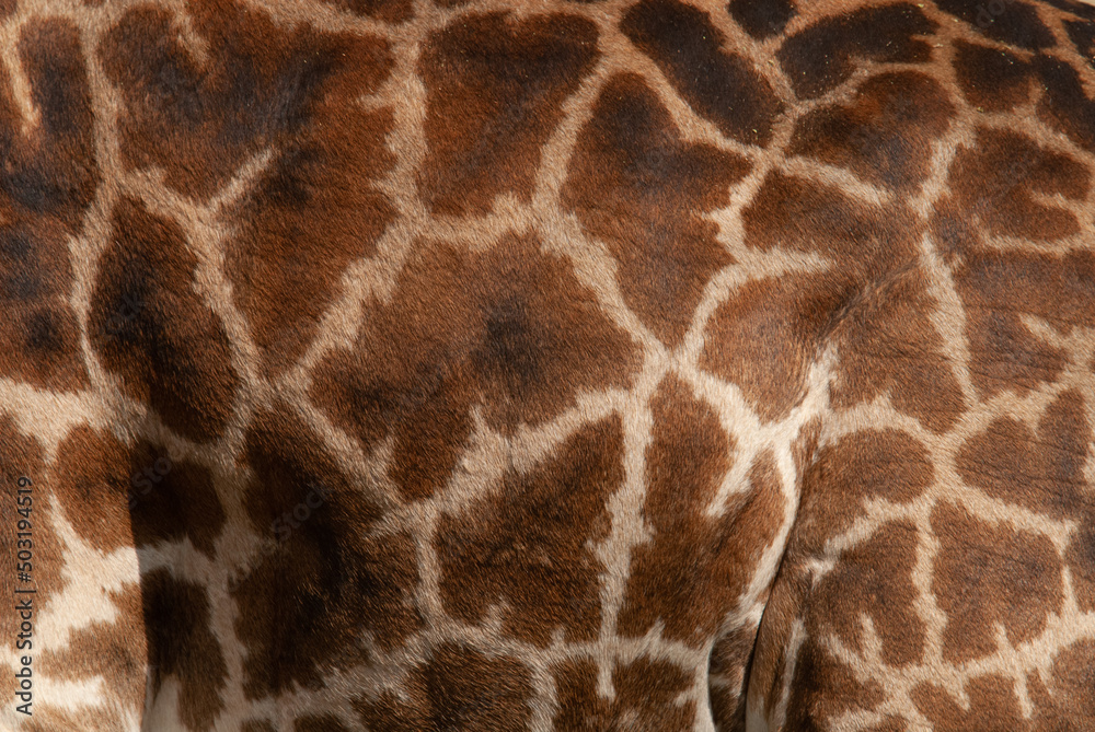 Serengheti, Tanzania, Giraffe's mantle. Serengheti, Tanzania, Giraffe's mantle.