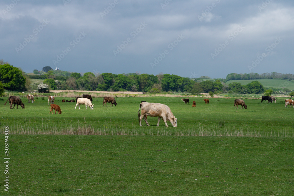Cattle grazing in Sussex