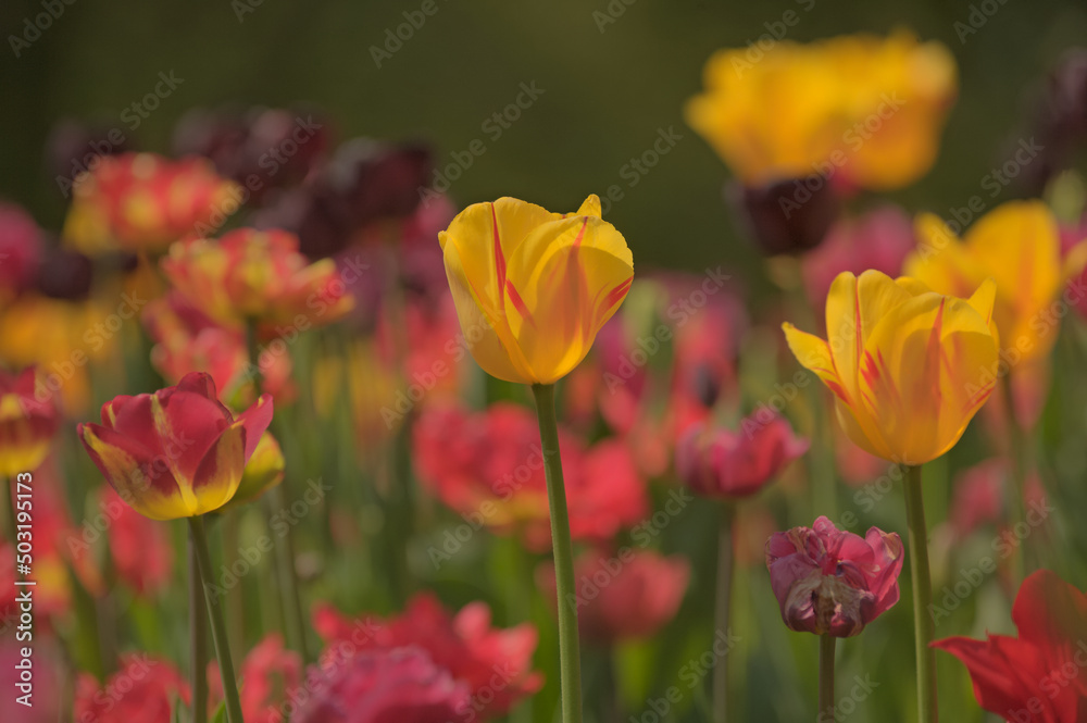 Red and yellow tulips Red and yellow tulips