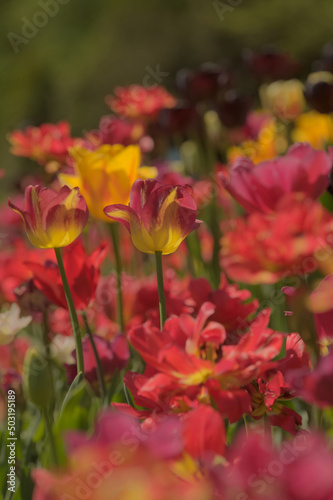 Red and yellow tulips © Klimczak-Krajewska