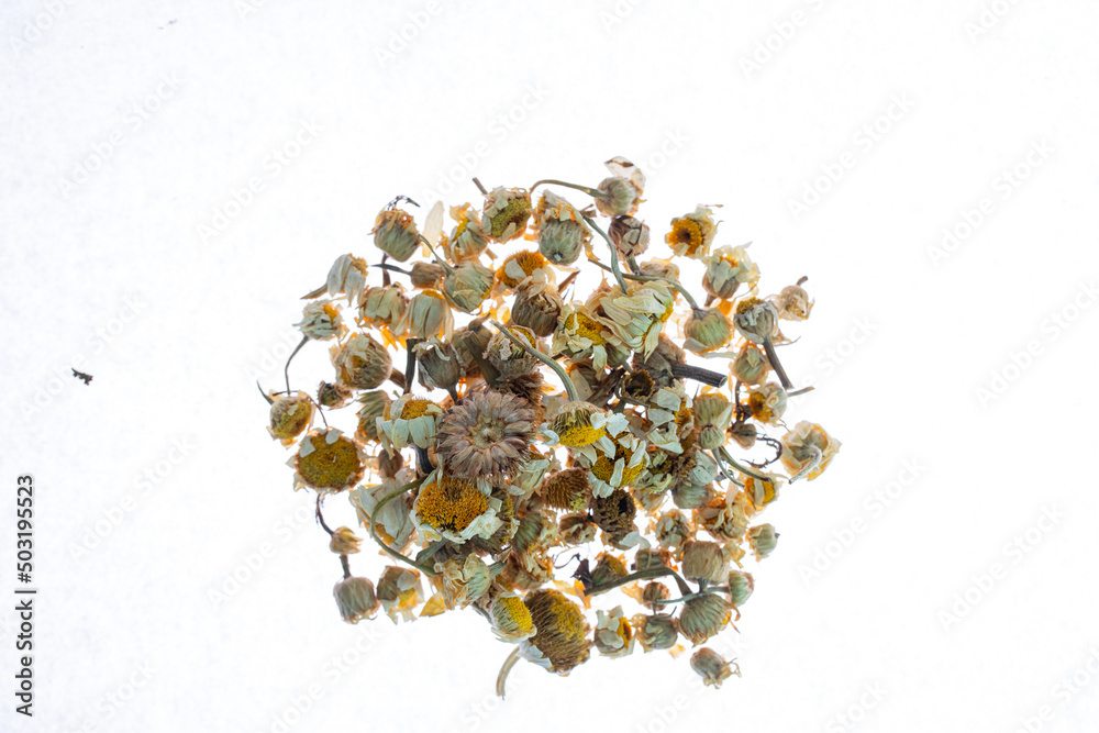 Dried chamomile tea isolated on white background Dried chamomile tea isolated on white background